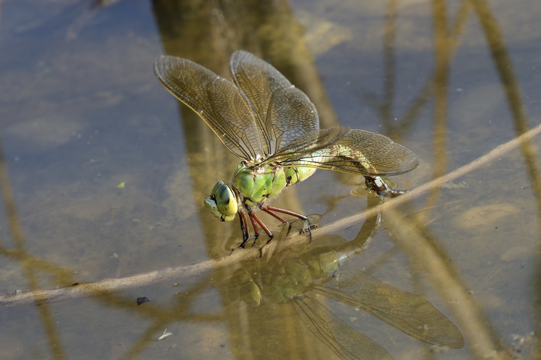 Anax imperator femmina in deposizione